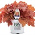 Heuchera Primo® 'Peachberry Ice' Coral Bells 