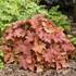 Heuchera Primo® 'Peachberry Ice' Coral Bells 