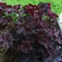 Heuchera Palace Purple Coral Bells