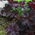 Heuchera Palace Purple Coral Bells