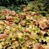 Heuchera ‘Topaz Jazz’