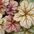 Heuchera ‘Topaz Jazz’