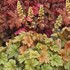 Heuchera ‘Topaz Jazz’