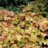 Heuchera ‘Topaz Jazz’