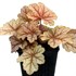 Heuchera ‘Topaz Jazz’