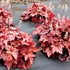 Heucherella ‘Peach Tea’