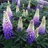 'Persian Slipper' Lupinus WEST COUNTRY
