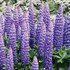 'Persian Slipper' Lupinus WEST COUNTRY
