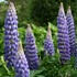 'Persian Slipper' Lupinus WEST COUNTRY