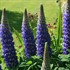 'Persian Slipper' Lupinus WEST COUNTRY