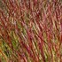 'Shenandoah'  Switch Grass
