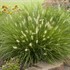 'Little Bunny' Miniature Fountain Grass