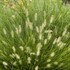 'Little Bunny' Miniature Fountain Grass