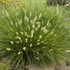 'Little Bunny' Miniature Fountain Grass