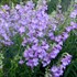 ‘Cha Cha Lavender’ Penstemon