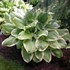 'Fragrant Bouquet' Hosta