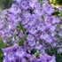 ‘Cha Cha Lavender’ Penstemon