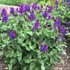 'Blue Marvel' Sage