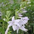 'Fragrant Bouquet' Hosta