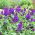 'Blue Marvel' Sage
