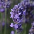SuperBlue English Lavender