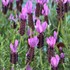 'Otto Quast' Spanish Lavender
