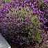 'Otto Quast' Spanish Lavender