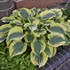 Hosta 'Liberty' PP12531 