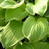 'Fragrant Bouquet' Hosta