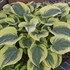 Hosta 'Liberty' PP12531 