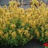 Agastache POQUITO Butter Yellow