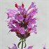 Sunrise™ 'Violet'  Agastache