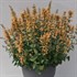 Sunrise™ 'Yellow' Agastache