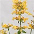 Sunrise™ 'Yellow' Agastache