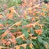 'Tango' Hyssop Agastache