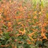 'Tango' Hyssop Agastache