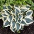 Hosta 'Blue Ivory' PP19623