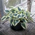 Hosta 'Blue Ivory' PP19623