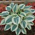 Hosta 'Blue Ivory' PP19623