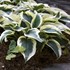 Hosta 'Blue Ivory' PP19623