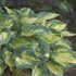 'Great Expectations' Hosta