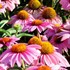 'Feeling Pink' Coneflower
