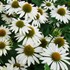 Echinacea 'Feeling White' Coneflower