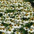 Echinacea 'Feeling White' Coneflower