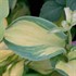 'Great Expectations' Hosta