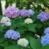 'Penny Mac' Hydrangea