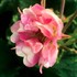 Geum TEMPO Rose
