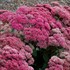 Sedum ‘Thunderhead’