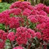 Sedum ‘Thunderhead’