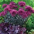 Sedum ‘Thunderhead’